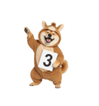 2026正月馬しば犬【元旦・かわいい】（個別スタンプ：11）