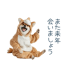 2026正月馬しば犬【元旦・かわいい】（個別スタンプ：16）