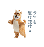 2026正月馬しば犬【元旦・かわいい】（個別スタンプ：20）