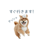 2026正月馬しば犬【元旦・かわいい】（個別スタンプ：25）