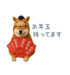 2026正月を祝う柴犬【元旦・かわいい】（個別スタンプ：3）