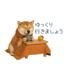 2026正月を祝う柴犬【元旦・かわいい】（個別スタンプ：5）