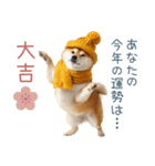 2026正月を祝う柴犬【元旦・かわいい】（個別スタンプ：6）