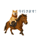 2026正月を祝う柴犬【元旦・かわいい】（個別スタンプ：7）