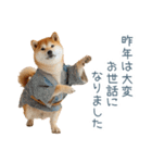 2026正月を祝う柴犬【元旦・かわいい】（個別スタンプ：12）