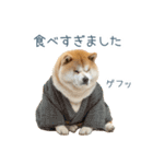 2026正月を祝う柴犬【元旦・かわいい】（個別スタンプ：14）