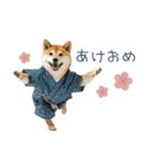 2026正月を祝う柴犬【元旦・かわいい】（個別スタンプ：16）