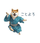 2026正月を祝う柴犬【元旦・かわいい】（個別スタンプ：17）