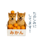 2026正月を祝う柴犬【元旦・かわいい】（個別スタンプ：21）