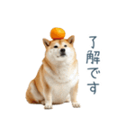 2026正月を祝う柴犬【元旦・かわいい】（個別スタンプ：24）