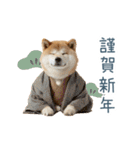 2026正月を祝う柴犬【元旦・かわいい】（個別スタンプ：25）