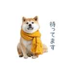 2026正月を祝う柴犬【元旦・かわいい】（個別スタンプ：29）