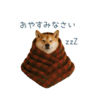 2026正月を祝う柴犬【元旦・かわいい】（個別スタンプ：30）