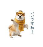 2026正月を祝う柴犬【元旦・かわいい】（個別スタンプ：31）