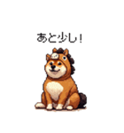 午年太っちょ柴犬 2026 うま年（個別スタンプ：11）