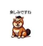 午年太っちょ柴犬 2026 うま年（個別スタンプ：40）