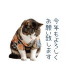 2026正月を祝うねこ【元旦・かわいい】（個別スタンプ：4）