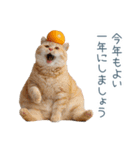 2026正月を祝うねこ【元旦・かわいい】（個別スタンプ：5）