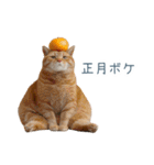 2026正月を祝うねこ【元旦・かわいい】（個別スタンプ：13）