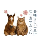 2026正月を祝うねこ【元旦・かわいい】（個別スタンプ：14）