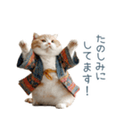 2026正月を祝うねこ【元旦・かわいい】（個別スタンプ：26）