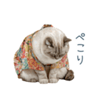 2026正月を祝うねこ【元旦・かわいい】（個別スタンプ：29）