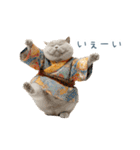 2026正月を祝うねこ【元旦・かわいい】（個別スタンプ：31）