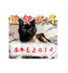 文字入力できる♥着物ネコの年賀スタンプ（個別スタンプ：2）