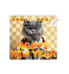 文字入力できる♥着物ネコの年賀スタンプ（個別スタンプ：5）