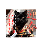 文字入力できる♥着物ネコの年賀スタンプ（個別スタンプ：6）