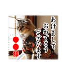 文字入力できる♥着物ネコの年賀スタンプ（個別スタンプ：8）