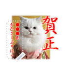 文字入力できる♥着物ネコの年賀スタンプ（個別スタンプ：12）