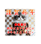 文字入力できる♥着物ネコの年賀スタンプ（個別スタンプ：17）