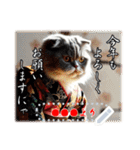 文字入力できる♥着物ネコの年賀スタンプ（個別スタンプ：19）