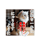 文字入力できる♥着物ネコの年賀スタンプ（個別スタンプ：21）