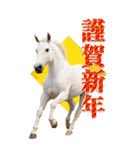 馬の写真【年賀・日常】BIGスタンプ（個別スタンプ：1）
