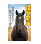 馬の写真【年賀・日常】BIGスタンプ（個別スタンプ：3）