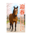 馬の写真【年賀・日常】BIGスタンプ（個別スタンプ：4）