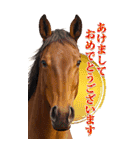 馬の写真【年賀・日常】BIGスタンプ（個別スタンプ：6）