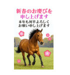 馬の写真【年賀・日常】BIGスタンプ（個別スタンプ：11）