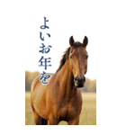 馬の写真【年賀・日常】BIGスタンプ（個別スタンプ：15）