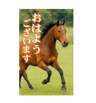 馬の写真【年賀・日常】BIGスタンプ（個別スタンプ：17）