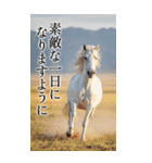 馬の写真【年賀・日常】BIGスタンプ（個別スタンプ：18）