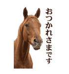 馬の写真【年賀・日常】BIGスタンプ（個別スタンプ：19）