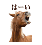 馬の写真【年賀・日常】BIGスタンプ（個別スタンプ：21）