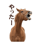 馬の写真【年賀・日常】BIGスタンプ（個別スタンプ：22）