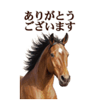 馬の写真【年賀・日常】BIGスタンプ（個別スタンプ：23）