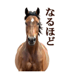 馬の写真【年賀・日常】BIGスタンプ（個別スタンプ：24）