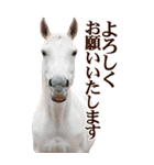 馬の写真【年賀・日常】BIGスタンプ（個別スタンプ：25）