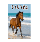 馬の写真【年賀・日常】BIGスタンプ（個別スタンプ：28）